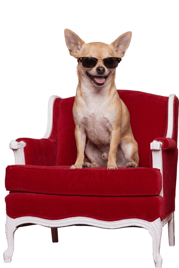 Chihuahua sitting in a chair with sunglasses